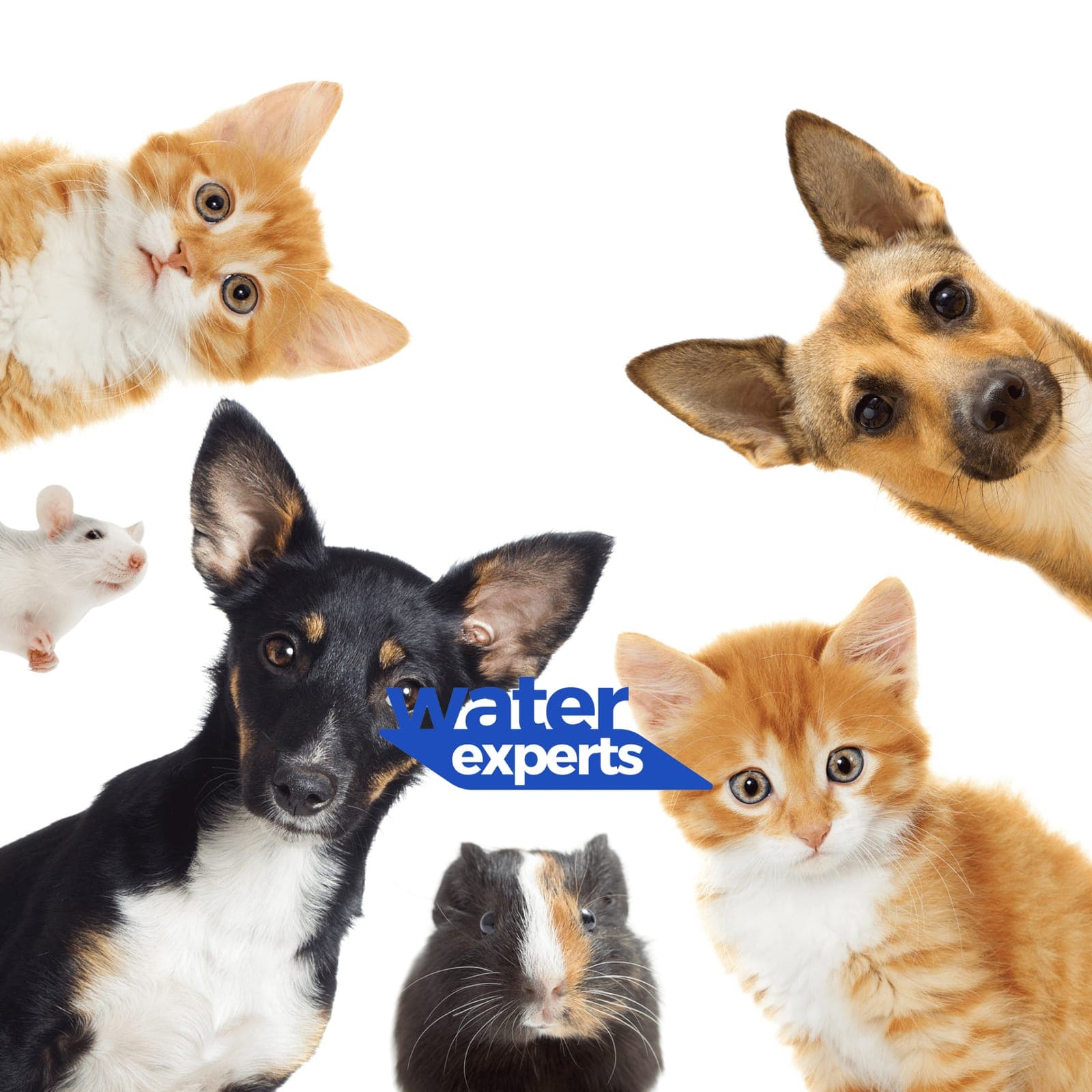 Happy pets