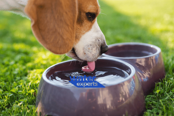 Filtered water for pets
